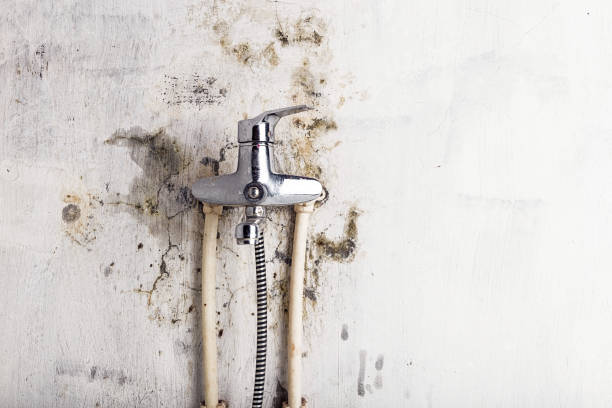 Professional Mold Removal in Fremont, IN