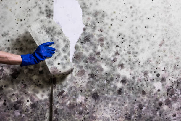 Best Toxic Mold Removal  in Fremont, IN