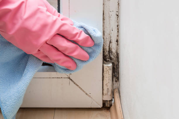 Best Mold Cleaning Services  in Fremont, IN